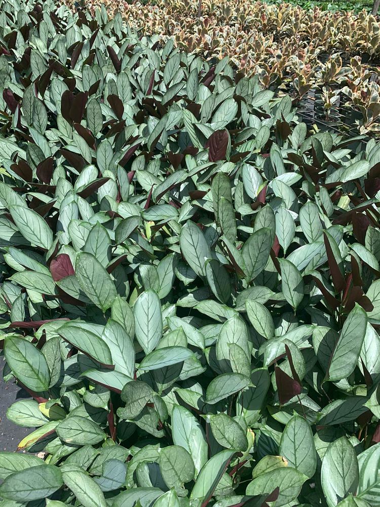 calathea-setosa