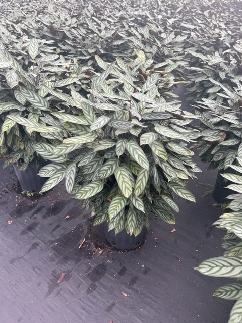 calathea-setosa