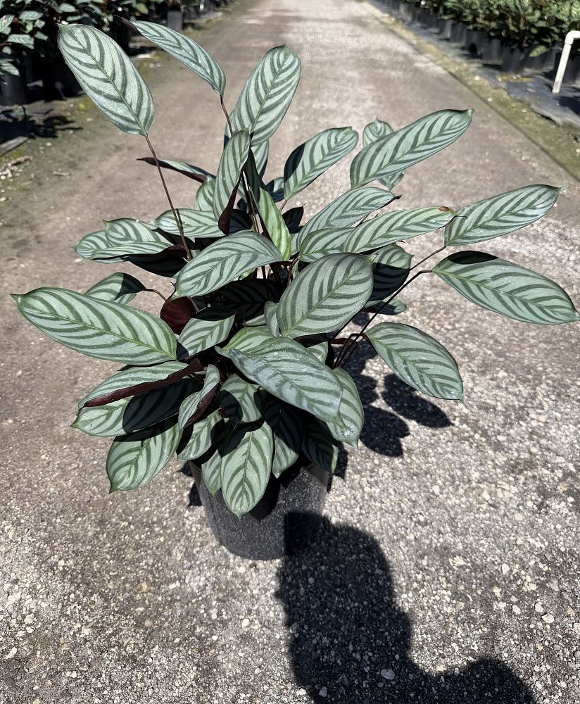 calathea-setosa
