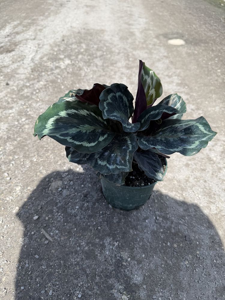 calathea-setosa