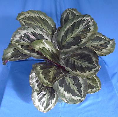 calathea-silhouette