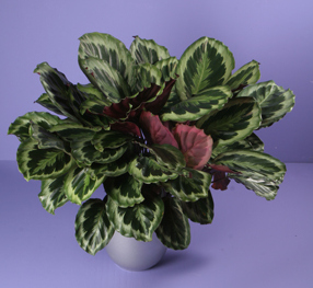 calathea