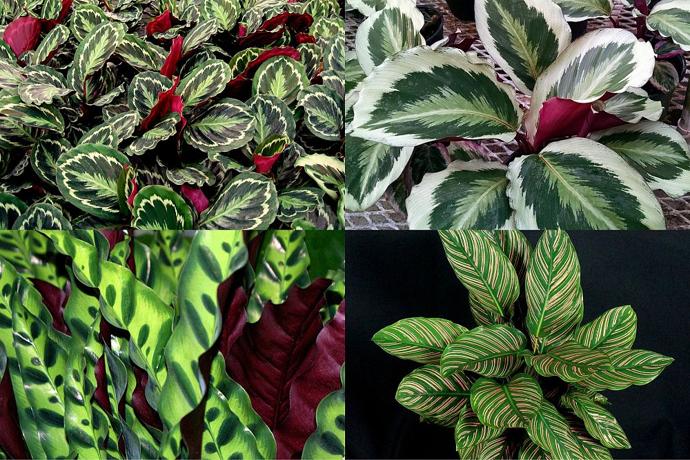 calathea