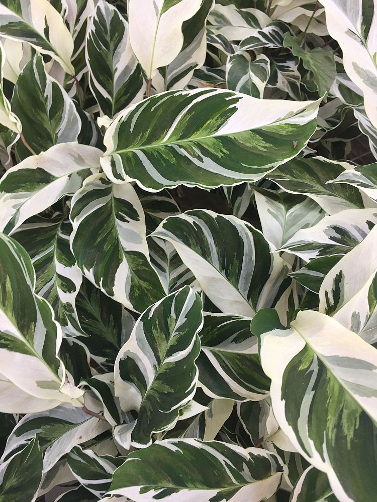 calathea