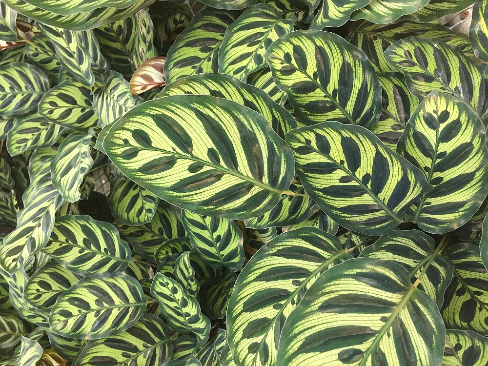 calathea