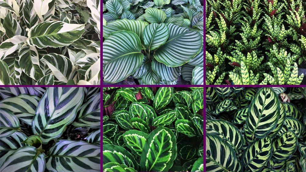 calathea