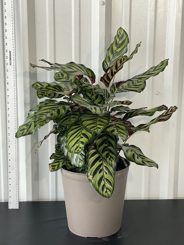 calathea