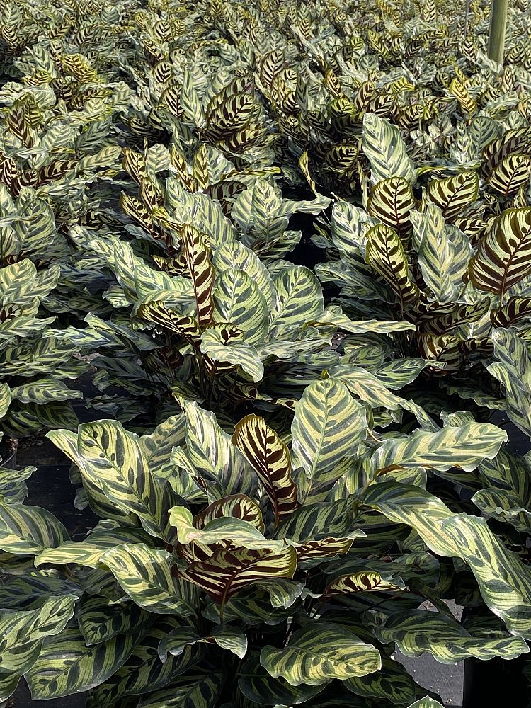 calathea