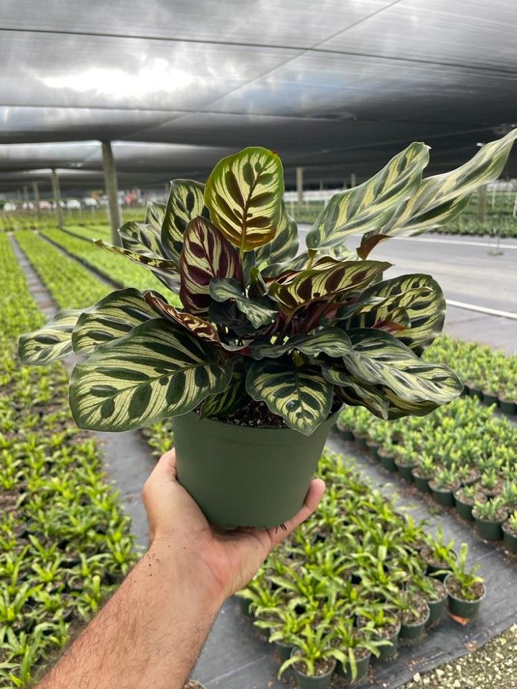 calathea