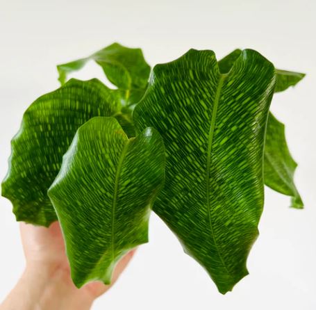 calathea