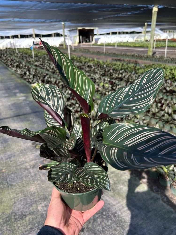 calathea