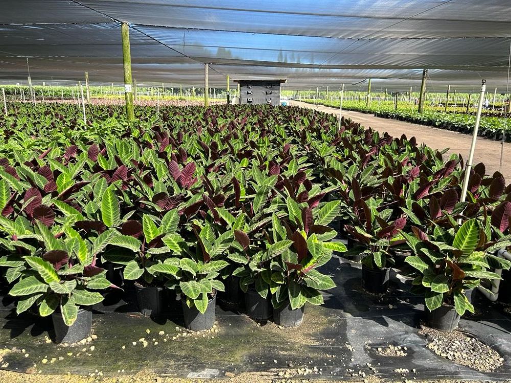 calathea