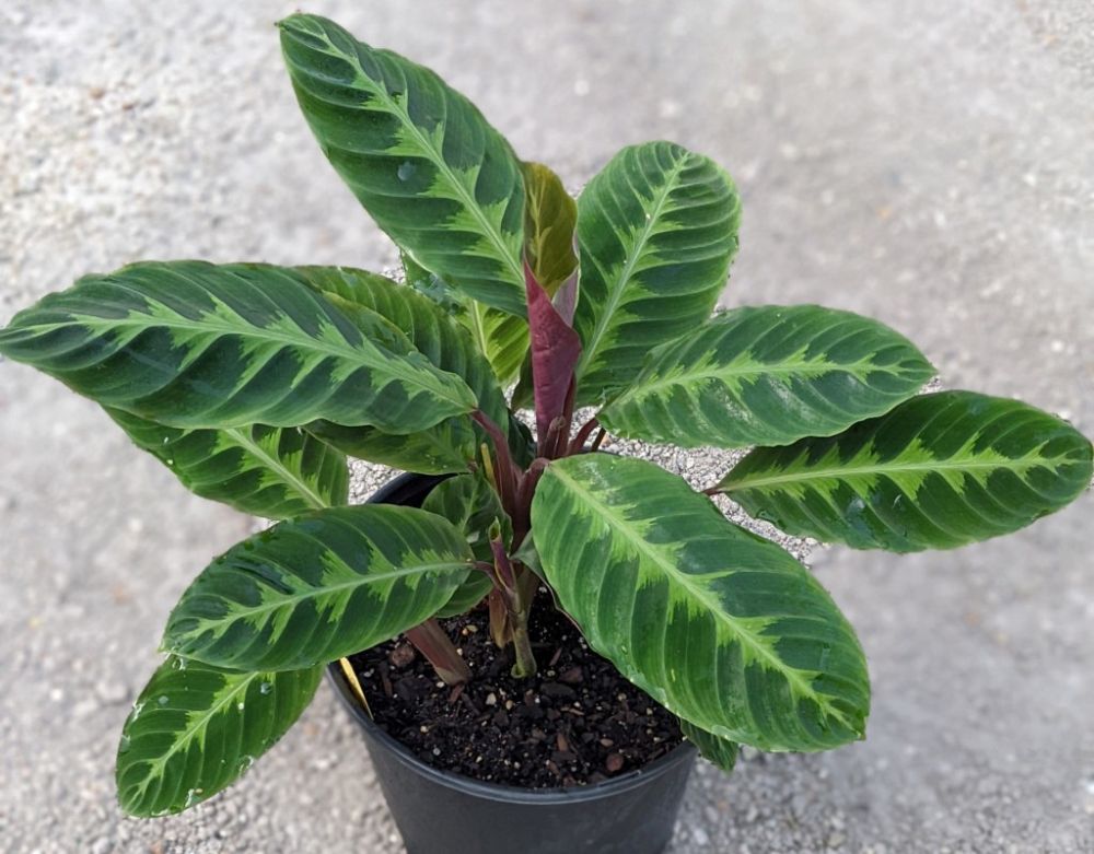 calathea-warscewiczii