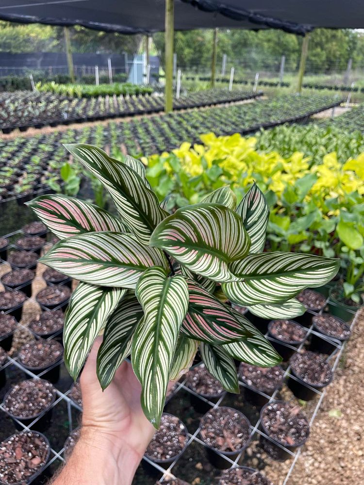 calathea-white-star