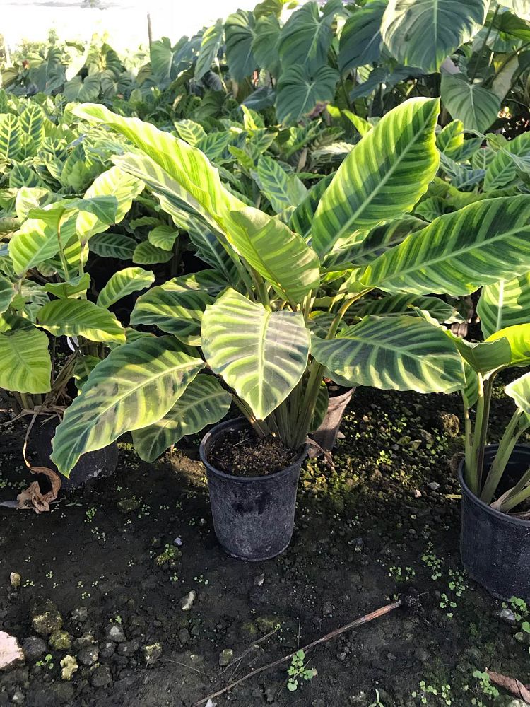 calathea-zebrina-zebra-plant