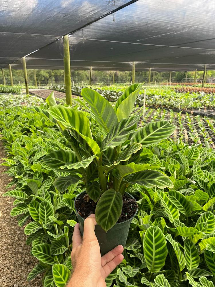 calathea-zebrina-zebra-plant