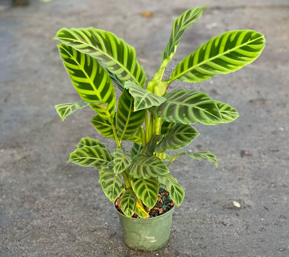 calathea-zebrina-zebra-plant