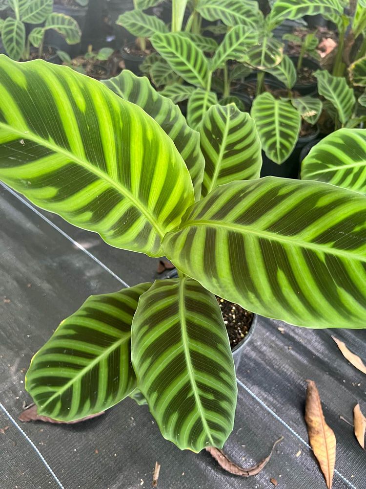 calathea-zebrina-zebra-plant