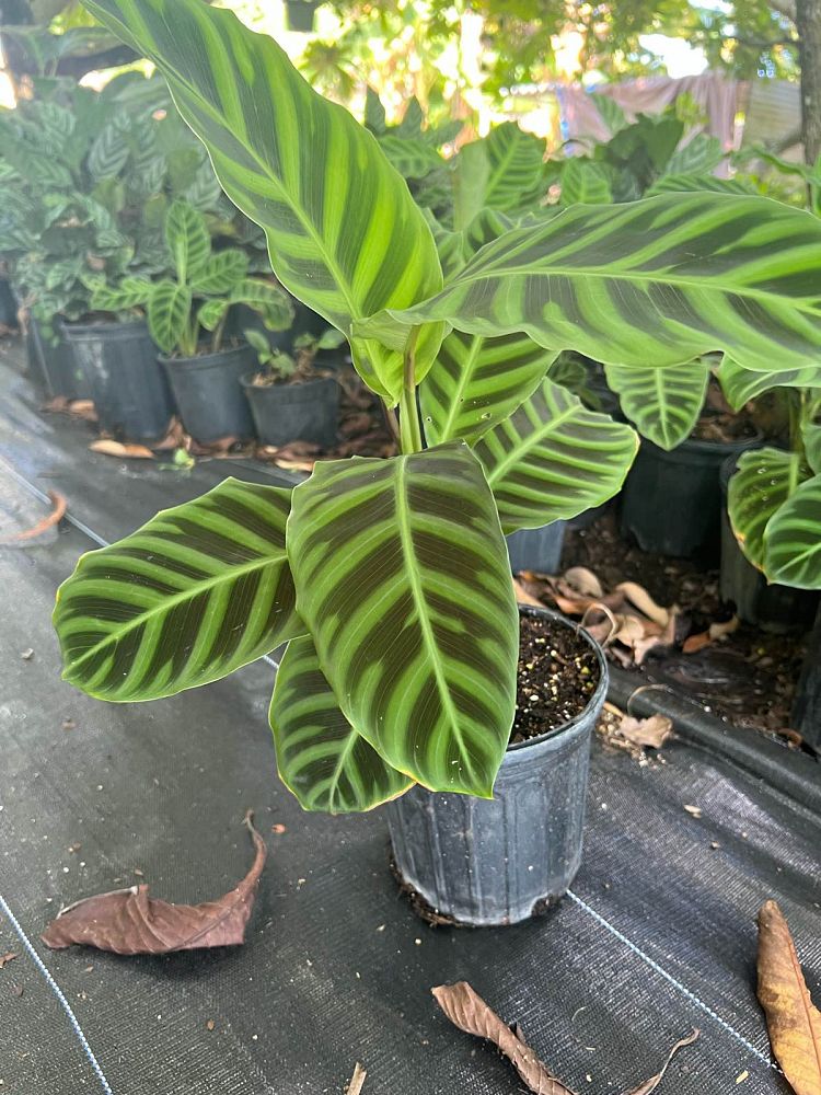 calathea-zebrina-zebra-plant