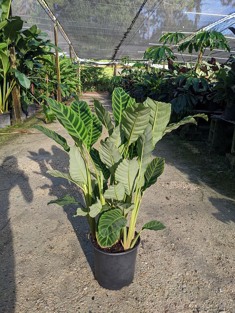 calathea-zebrina-zebra-plant