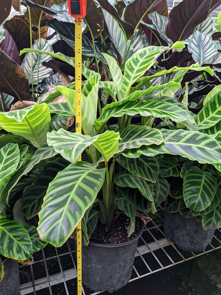 calathea-zebrina-zebra-plant