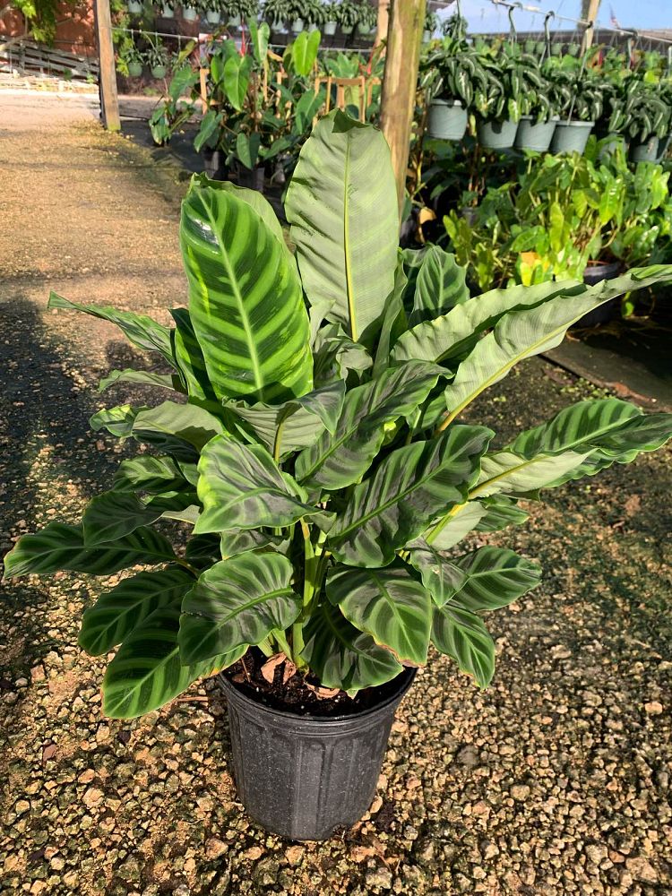 calathea-zebrina-zebra-plant