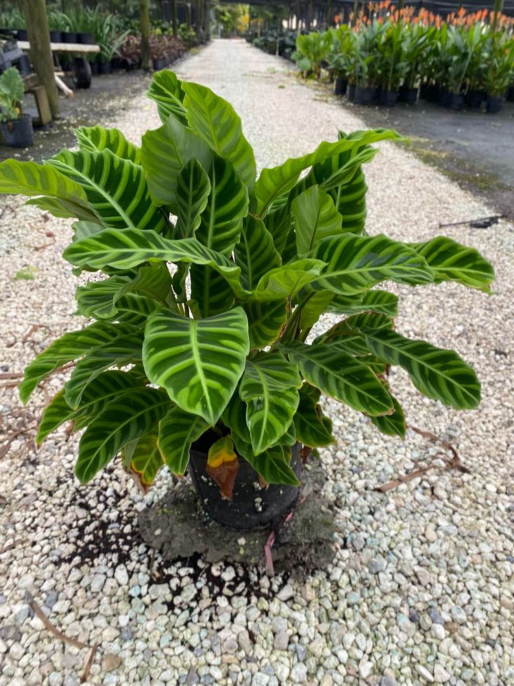calathea-zebrina-zebra-plant