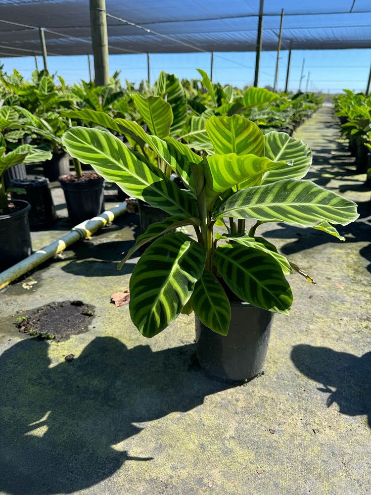calathea-zebrina-zebra-plant