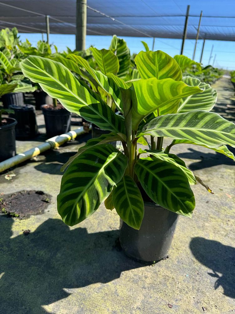 calathea-zebrina-zebra-plant