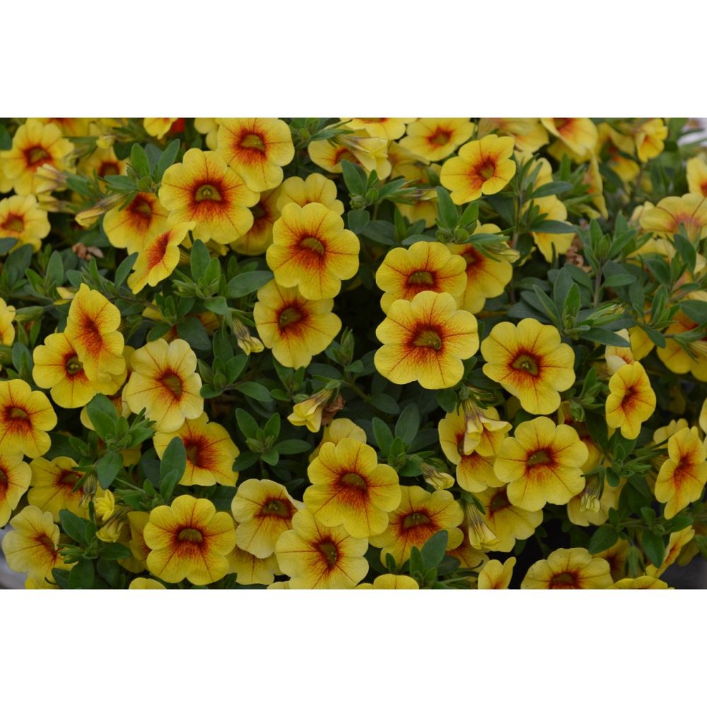 calibrachoa-aloha-kona-hot-pineapple-million-bells