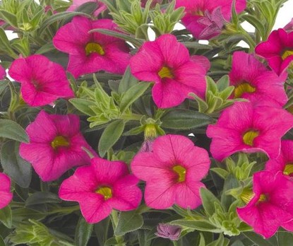 calibrachoa-aloha-kona-hot-pink-million-bells