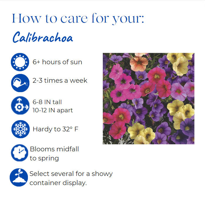 calibrachoa-aloha-kona-true-blue-million-bells