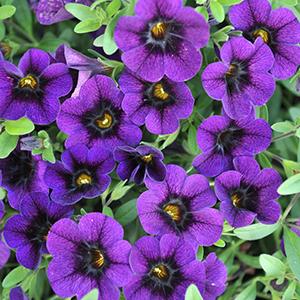 calibrachoa-aloha-kona-true-blue-million-bells