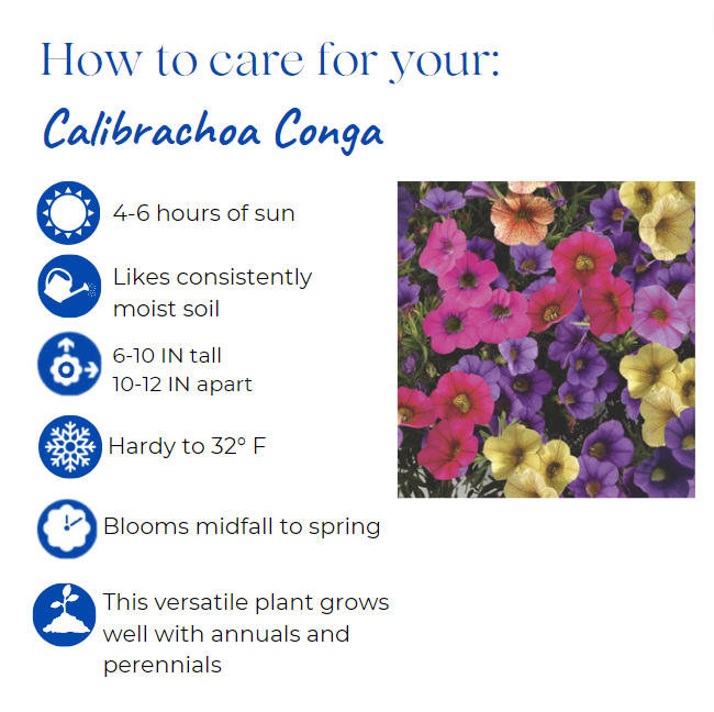 calibrachoa-calipetite-blue-million-belles