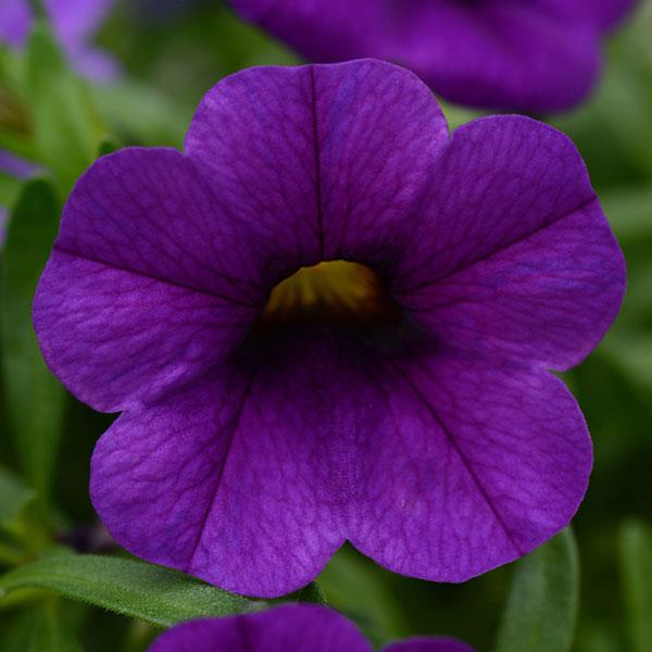 calibrachoa-calipetite-blue-million-belles