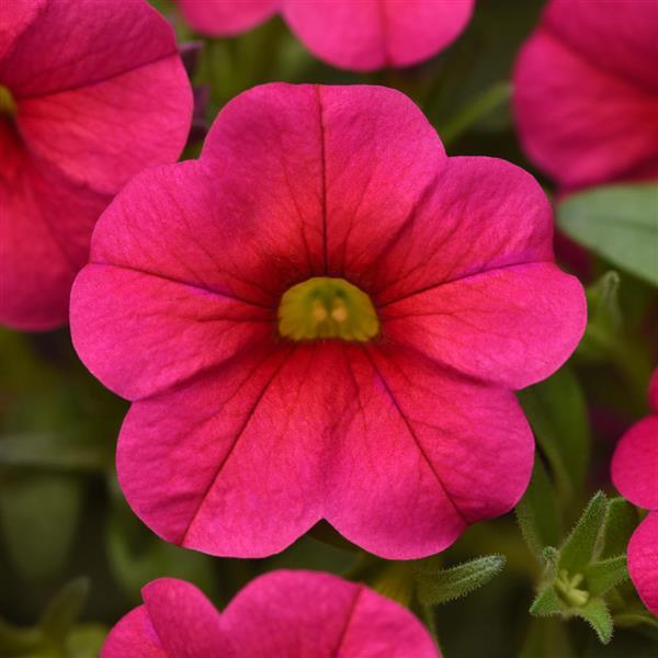 calibrachoa-calipetite-pink-million-belles