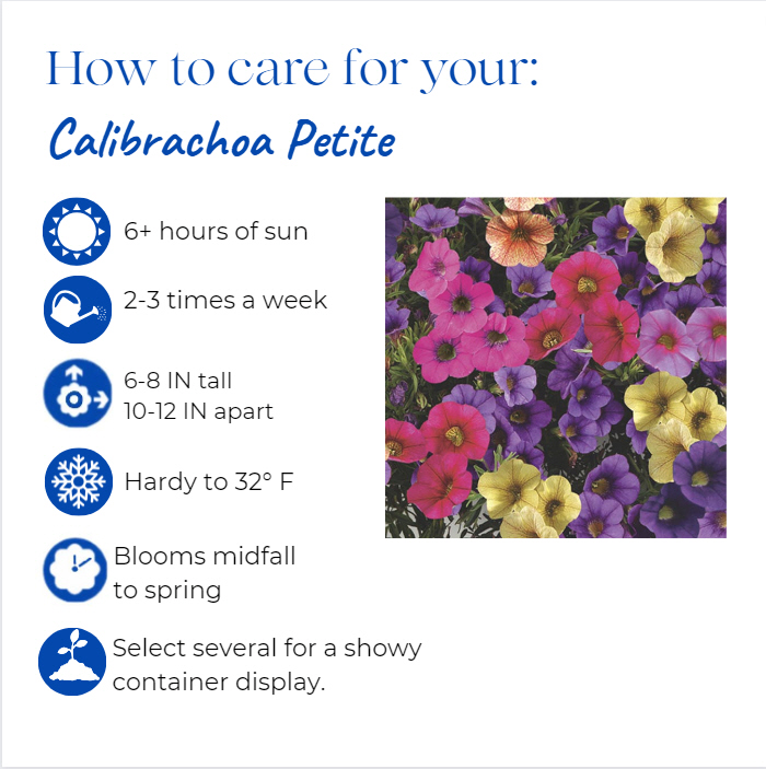 calibrachoa-calipetite-yellow-million-belles