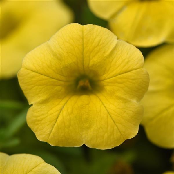calibrachoa-calipetite-yellow-million-belles