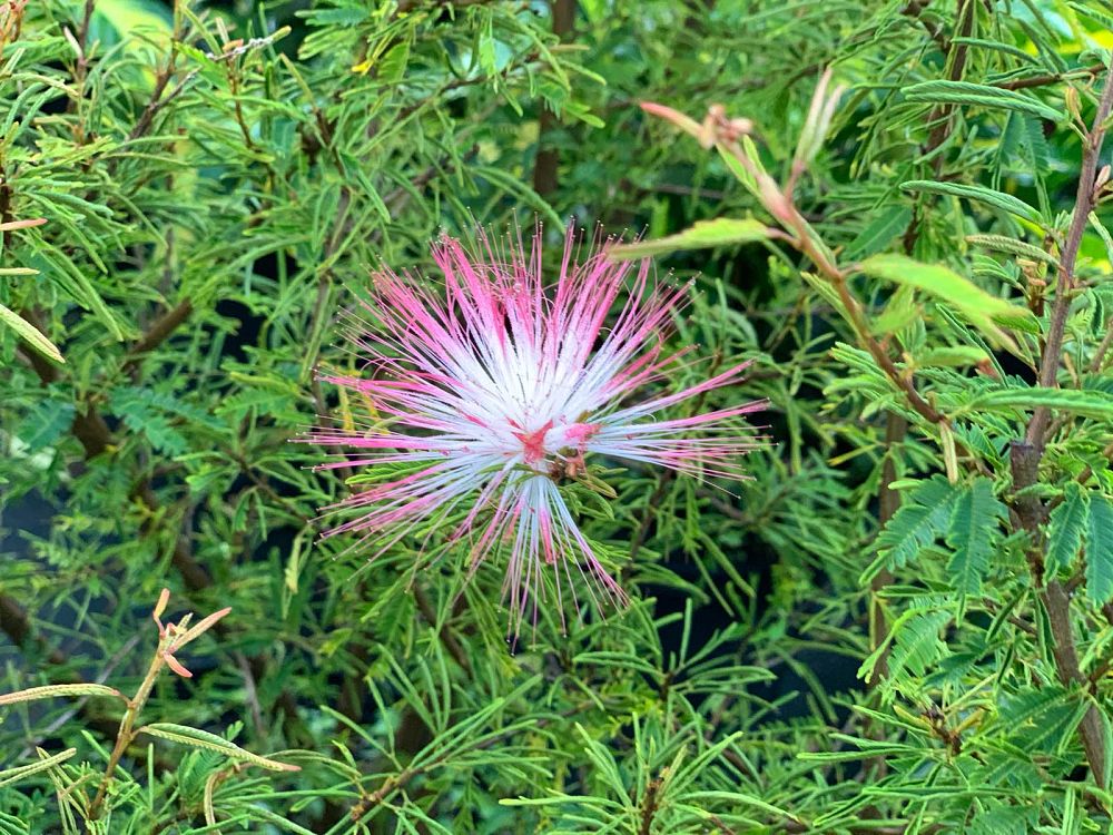 calliandra-brevipes-pink-powderpuff