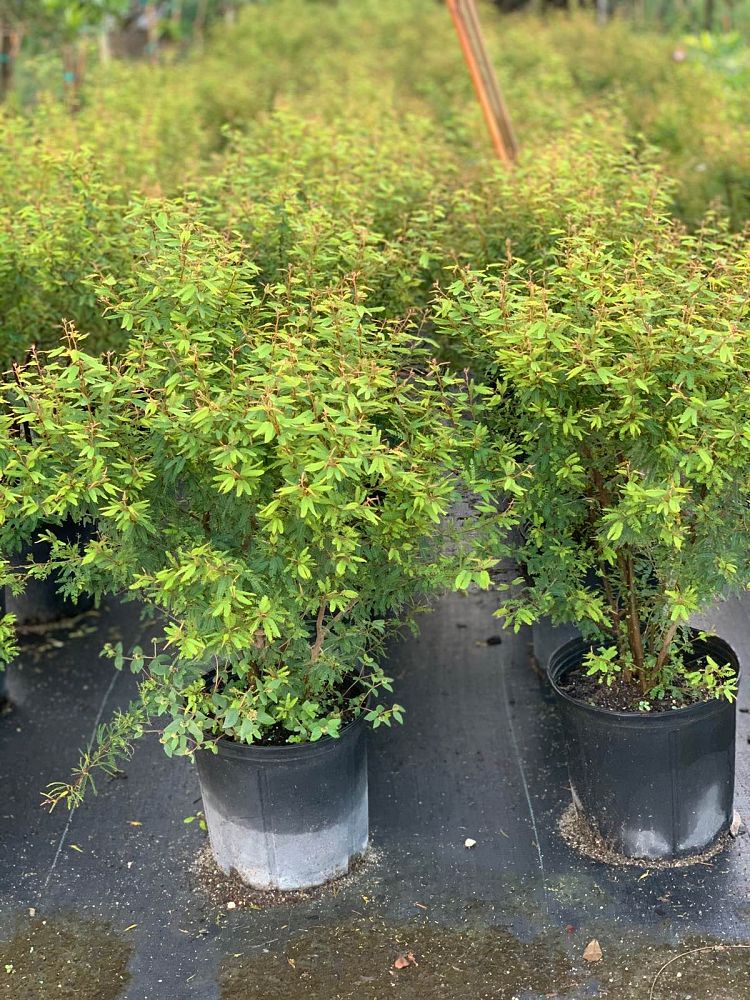 calliandra-brevipes-pink-powderpuff