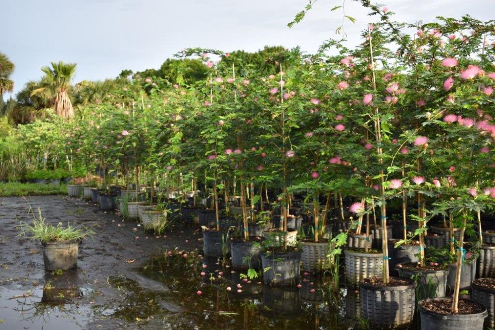 calliandra-brevipes-pink-powderpuff