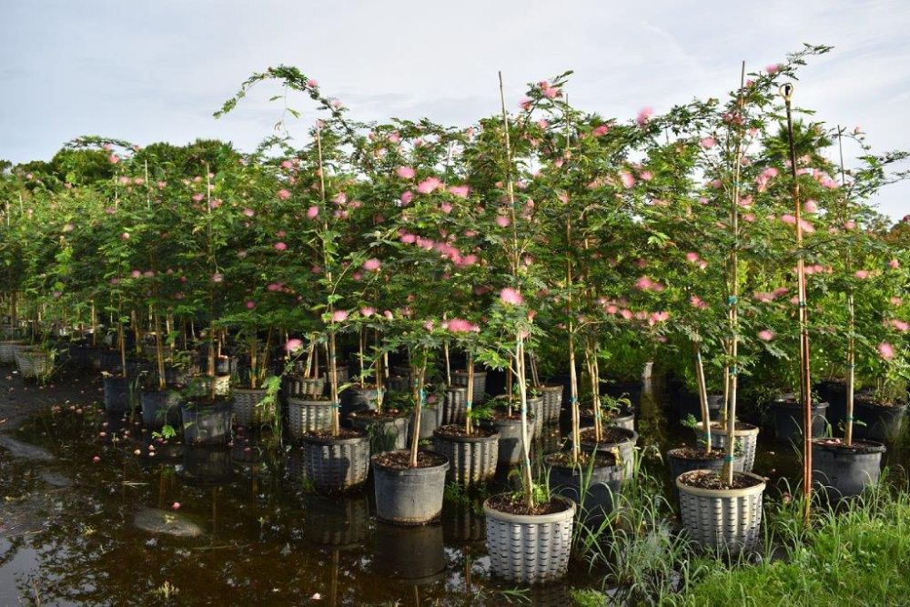 calliandra-brevipes-pink-powderpuff