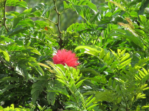 calliandra-brevipes-pink-powderpuff
