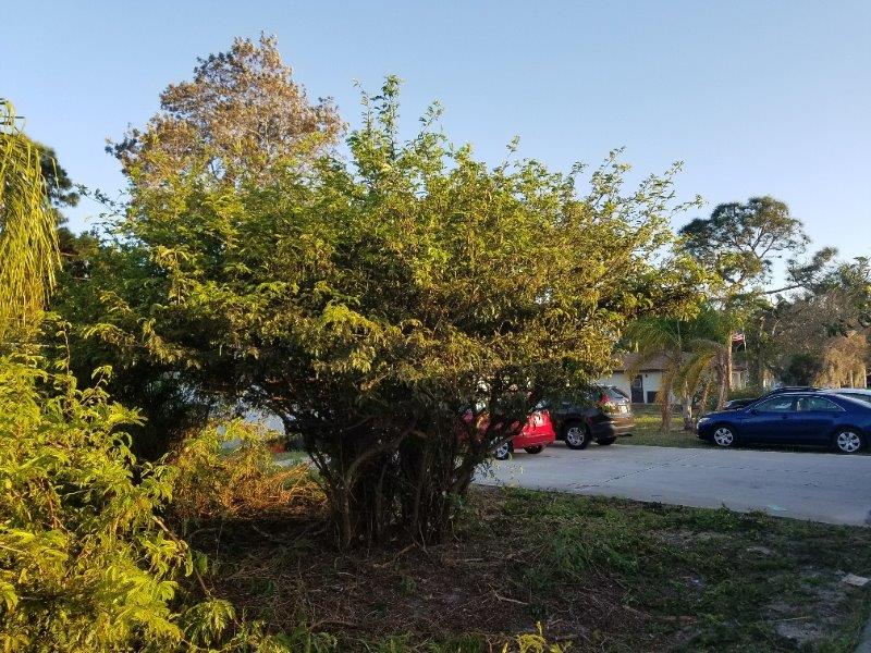 calliandra-brevipes-pink-powderpuff