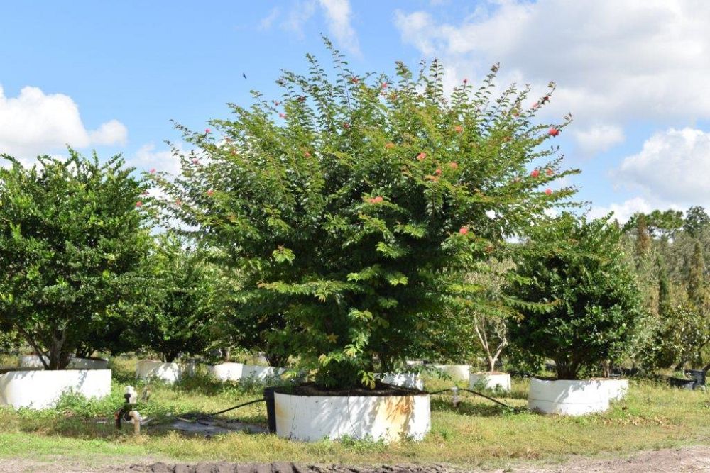 calliandra-brevipes-pink-powderpuff