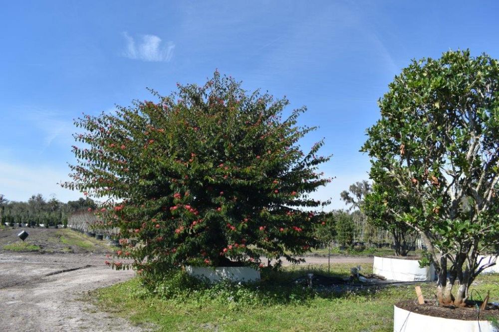 calliandra-brevipes-pink-powderpuff