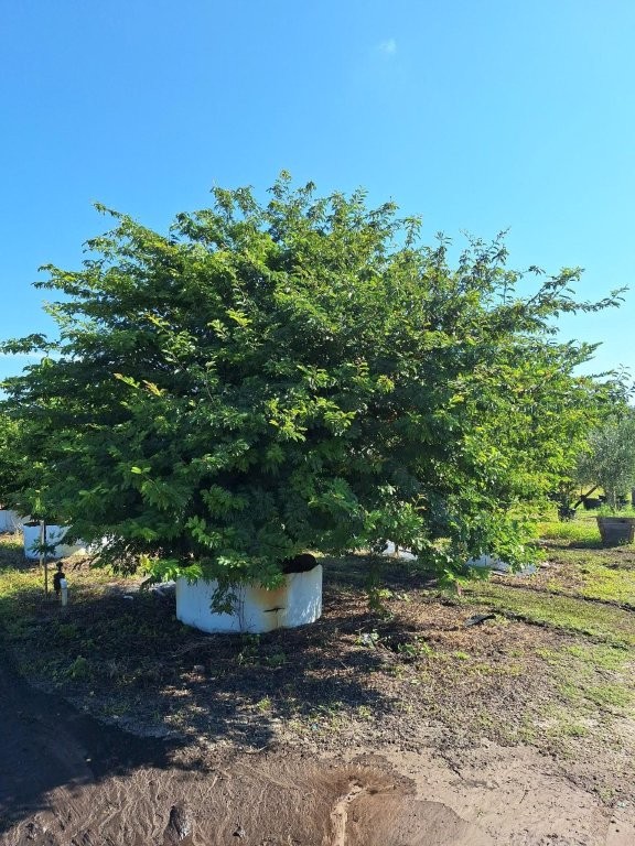 calliandra-brevipes-pink-powderpuff