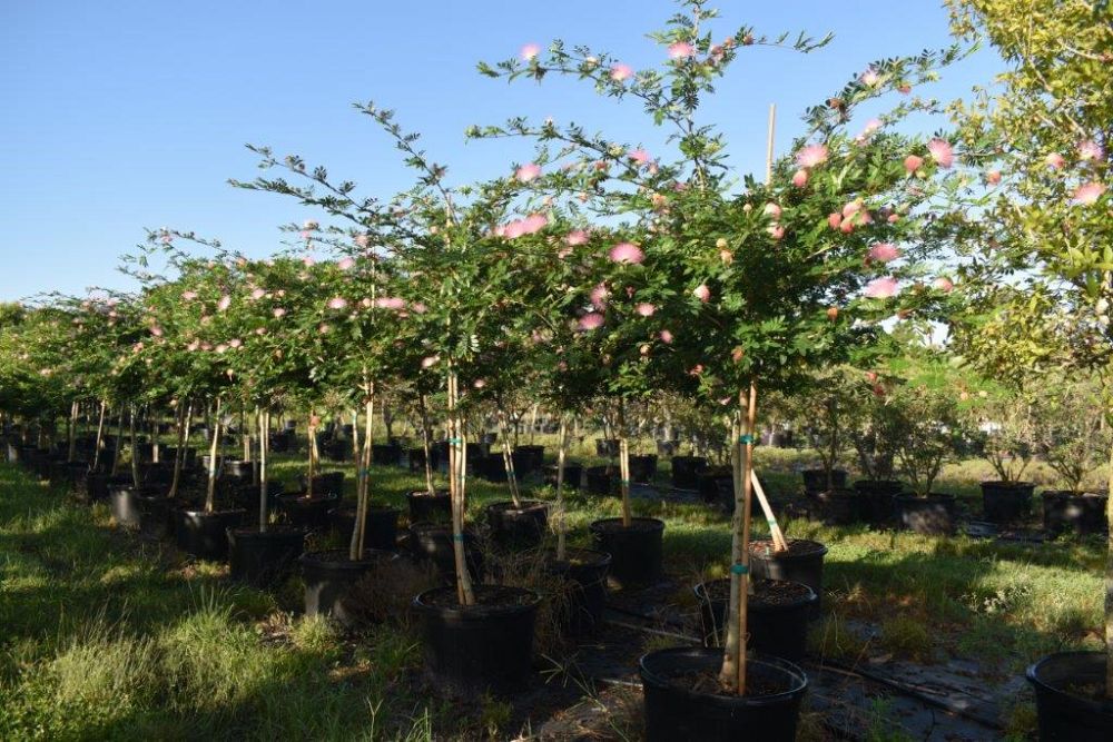 calliandra-brevipes-pink-powderpuff