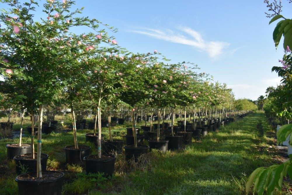 calliandra-brevipes-pink-powderpuff