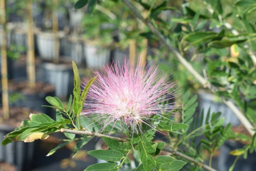 calliandra-brevipes-pink-powderpuff